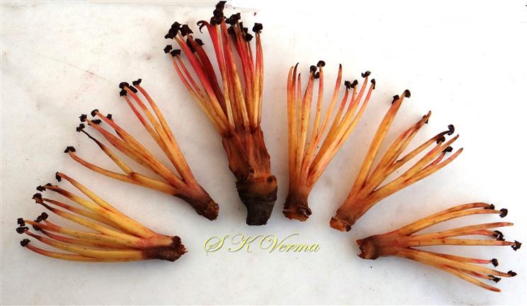  6 bundles of Stamens-5 in outer whorl and one central
